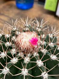 Visit your local st george petsmart store for essential pet supplies like food, treats and more from top brands. Moss And Timber On Twitter A Melocactus Flower Melocactus Is A Genus Of Cacti That In Order To Save Energy Creates A Tall Dense Stack Of Spines And Fuzz Exclusively To Use