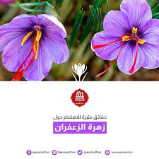 الزعفران عبارة مياسم مجففة من نبتة مزهرة تسمى Crocus Sativus كل زهرة من الزعفران تحتوي فقط على 3 مياسم يتطلب حوالي Saffron Flower Planting Flowers Flowers