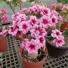 Jual bunga hias terdekat tanaman adenium kamboja jepang hidup murah.untuk pembelian melalui : Jual Tanaman Hias Adenium Kamboja Jepang Tanaman Hidup Bunga Murah Shopee Indonesia