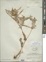 Image result for Blepharis dunensis