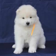 You are unlikely to ever find someone who won't admit that samoyeds are adorable (perhaps one of. Samoyed Puppies For Sale Samoyed Puppies For Sale