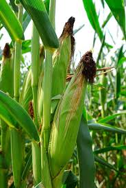 Check spelling or type a new query. How To Grow Plant Corn Corn Gardening
