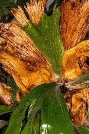 Image result for Platycerium stemaria