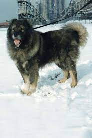Caucasian Shepherd Dog Dog Breed Information American Kennel Club Caucasian Shepherd Dog Caucasian Shepherd Dog Training Obedience