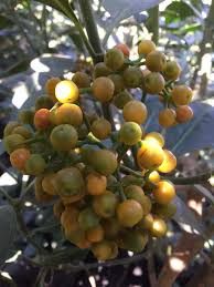 Image result for Psychotria capensis