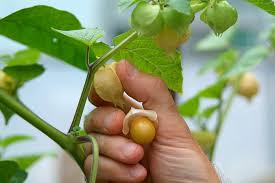 Image result for Physalis peruviana