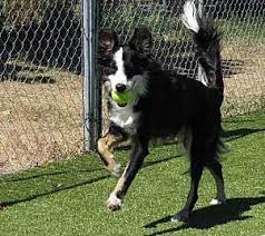 All About The Border Collie Australian Shepherd Mix Border Aussie