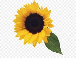 Background Flower Png Download 600 667 Free Transparent Common Sunflower Png Download Leaf Clipart Sunflower Png Sunflowers Tumblr