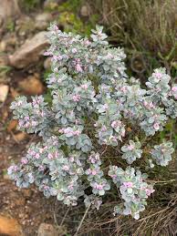 Image result for Podalyria