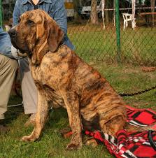 Get info on hundreds of breeds! Fila Brasileiro Wikipedia