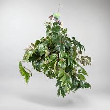 Image result for Cissus