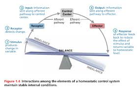 Homeostatic Control System Human Body Control System No Response