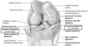 Ligaments are fibrous bands or sheets of connective tissue linking two or more bones, cartilages, or structures together. Medial And Lateral Meniscotibial Ligament Mtl 8 Download Scientific Diagram