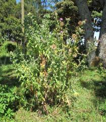 Image result for Helichrysum setosum