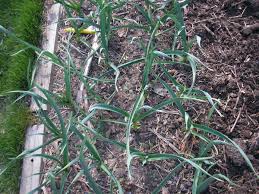 You can see it at chefshaven.com. Growing Garlic In The Garden Ohioline