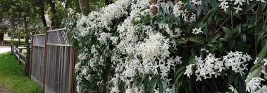 We did not find results for: Clematis Sorten Immergrune Blutenpracht Das Ganze Jahr Clematisonline De