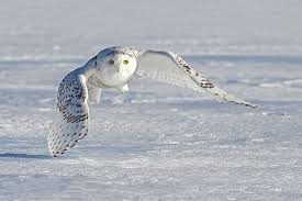 Animals That Live In The Tundra Worldatlas