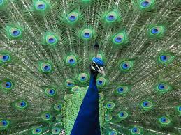 Peacock Spirit Animal Totem Animal Totems Animals Of The World