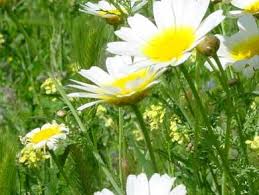 Dia da espiga is a portuguese celebration in honour of the traditional bunch of flowers (espiga), wheat ears and other plants, caught on that day and kept until next year. Dia Da Espiga Himmelfahrt Portu Ch