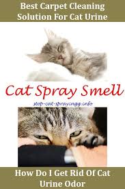 Cat Spraying White Vinegar Desexed Male Cat Spraying What Does Cat Spray Look Like Cat Pee Spray What Gets Cat Uri Cat Spray Cat Urine Remover Cat Urine Smells