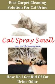 Why does cat urine smell so much worse than other pets' urine? Cat Spraying White Vinegar Desexed Male Cat Spraying What Does Cat Spray Look Like Cat Pee Spray What Gets Cat Urine Smell Cat Spray Cat Urine Smells Cat Urine