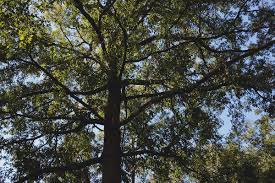 The sawtooth oak tree (quercus acutissima) is one of the fastest growing trees in its youth, the sawtooth oak is an attractive shade tree with dark lustrous summer foliage and clear yellow to golden brown fall leaves. Sawtooth Oak For Sale Oak Trees Acorns For Deer Wildtree