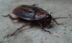 Mid central pest control is proud to be chicago, naperville, and aurora's top rated local® pest control. Mid Central Pest Control