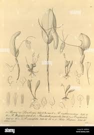 Image result for Antopetitia abyssinica