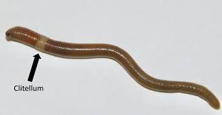Jumping worms alter soil structure more than any other worm. Usa Invaded By Crazy Jumping Worms That Destroy Land And Even Slice Themselves In Half To Evade Capture