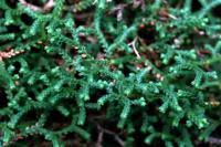Image result for Selaginella lewalleana