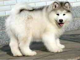 Include (or exclude) self posts. é˜¿æ‹‰æ–¯åŠ çŠ¬æ€§æ ¼ ä½ çœŸçš„äº†è§£é˜¿æ‹‰æ–¯åŠ å— æˆ'çš„å® èˆ