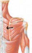 Extends from cranium to sacrum bone. Scapular Pain The Hospitalist