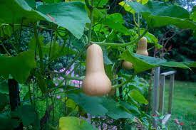 We did not find results for: How To Harvest Cure And Store Butternut Squash Kevin Lee Jacobs