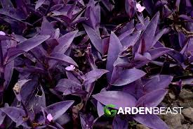 Image result for Tradescantia pallida