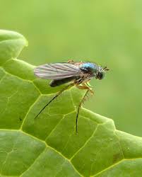 Image result for Dolichos sericeus