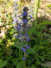 Image result for Lobelia lasiocalycina