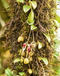 Image result for Bulbophyllum sp. nov