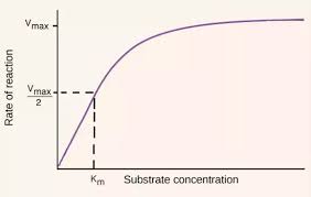 The effect of substrate concentration on enzyme activity background hydrogen peroxide is a toxic waste product formed as a result of metabolic reactions in cells. How Does The Concentration Of Substrate Affect Enzyme Activity Quora