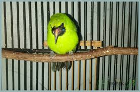 Bila burung berhasil menjadi juara harganya menjadi lebih tinggi lagi. Cucak Ijo Mini Hewan Peliharaan Hijau Hewan