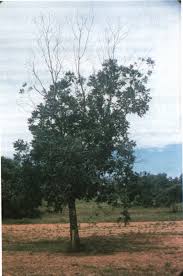Pecan Diseases Prevention And Control Oklahoma State University