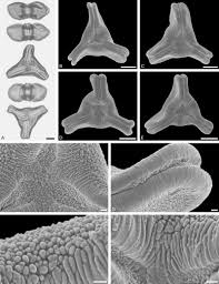 Image result for Englerina oedostemon