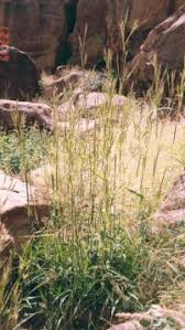 Image result for Cymbopogon caesius