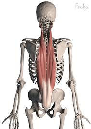 Within this group of back muscles you will find the latissimus dorsi, the trapezius, levator scapulae and the rhomboids. 3 Ways Playing Golf Can Cause Lower Back Pain Aquacare Physical Therapy