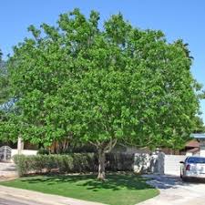 Image result for Fraxinus velutina