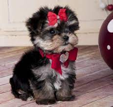 Teacup Morkie Morkie Puppies Cute Baby Animals Cute Animals