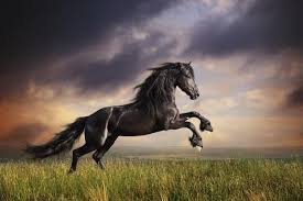 32 Ideas De Pinturas De Caballos Pinturas De Caballos Caballos Dibujos De Caballos