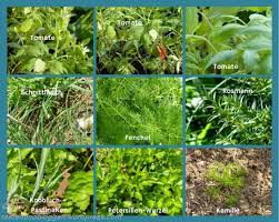 Es Wachst Und Gedeiht Im Garten Krauter Pflanzen Garten Pflanzen