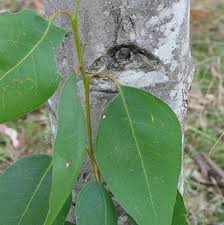 Image result for Eucalyptus tereticornis