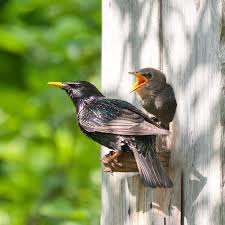 This means we have carefully studied the behavior of pests and in. Wildlife Removal Services In Baltimore Md