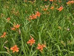 Many people refer to these daylilies as tiger lilies, but they weren't the plant originally designated as the tiger lily. Native Daylilies Horticulture